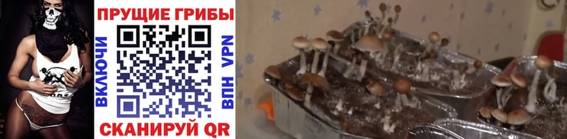 Псилоцибиновые грибы мухоморы  Ржев 